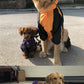 Large dog pet raincoat