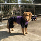 Large dog pet raincoat