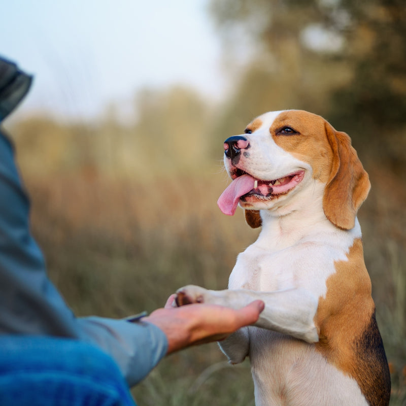 Dog being petted by a person outdoors with a blurred natural background