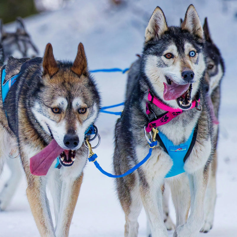 Two huskies wearing harnesses in a snowy landscape