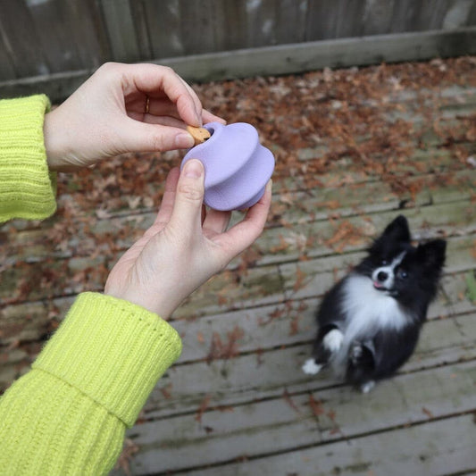 Pet Playtime Set