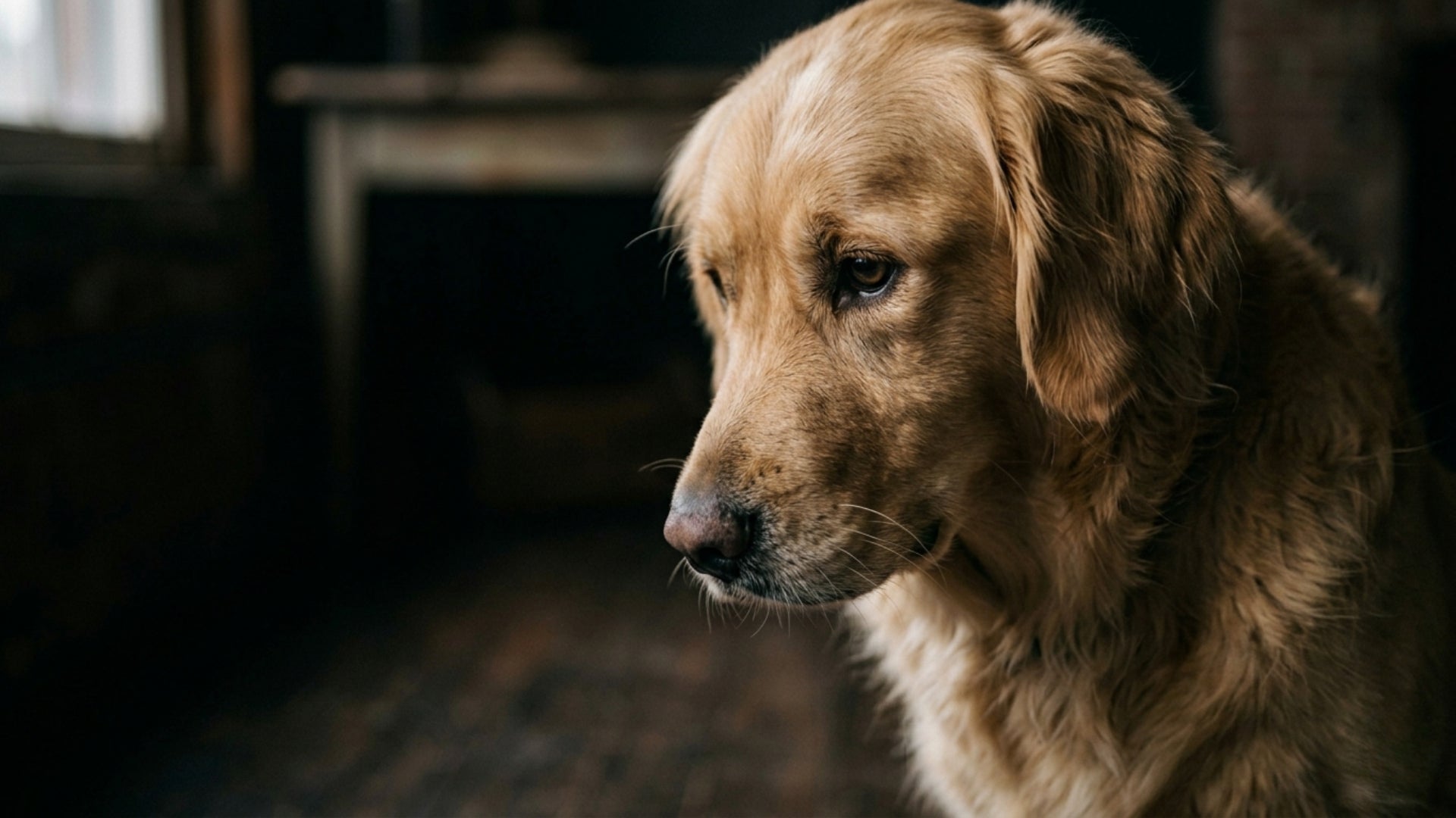 Close up portrait of a senior golden retriever with soulful eyes indoors
